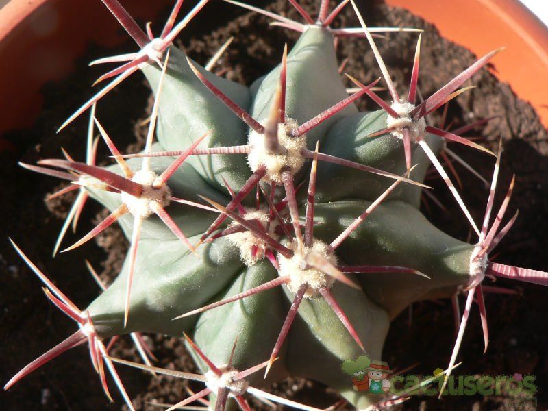 Una foto de Ferocactus gracilis ssp. gatesii