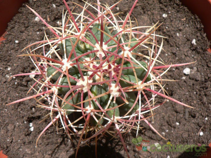 Una foto de Ferocactus wislizeni