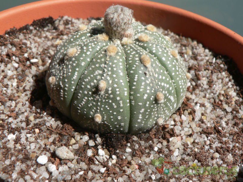 A photo of Astrophytum asterias