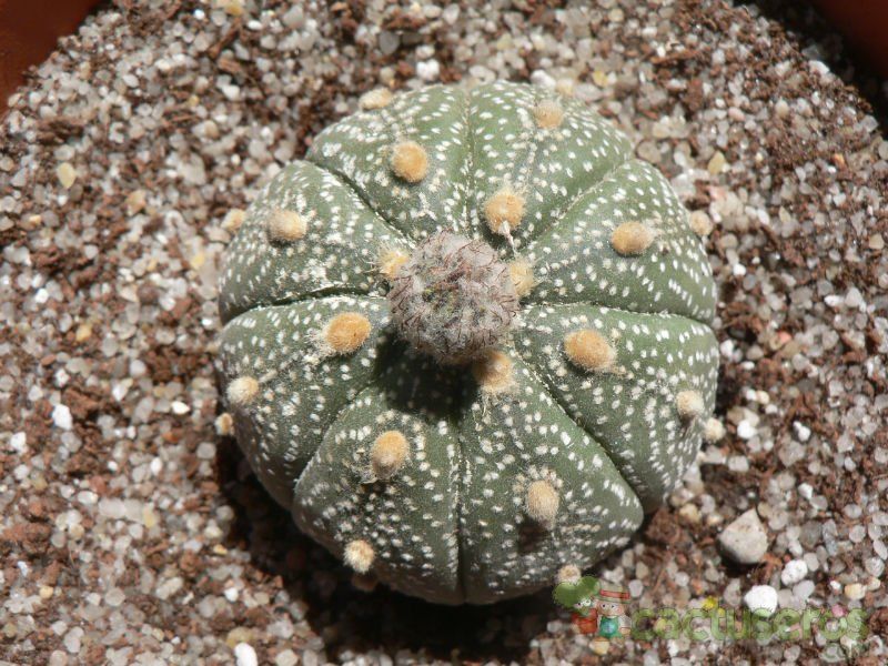 A photo of Astrophytum asterias