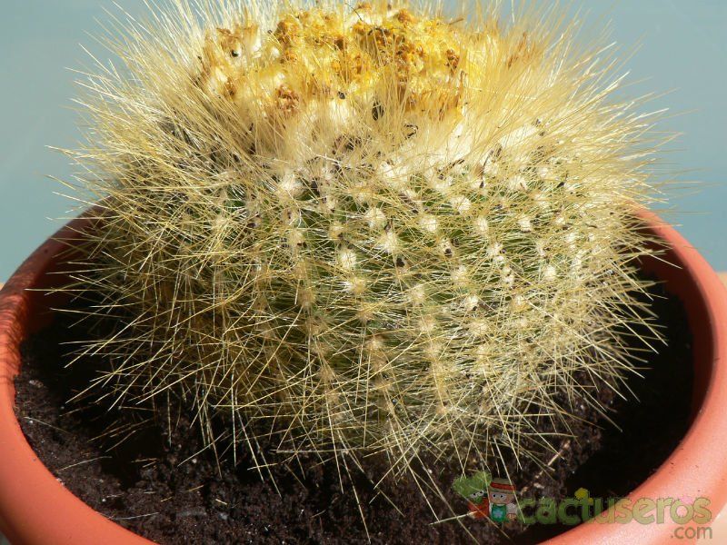 Una foto de Parodia chrysacanthion