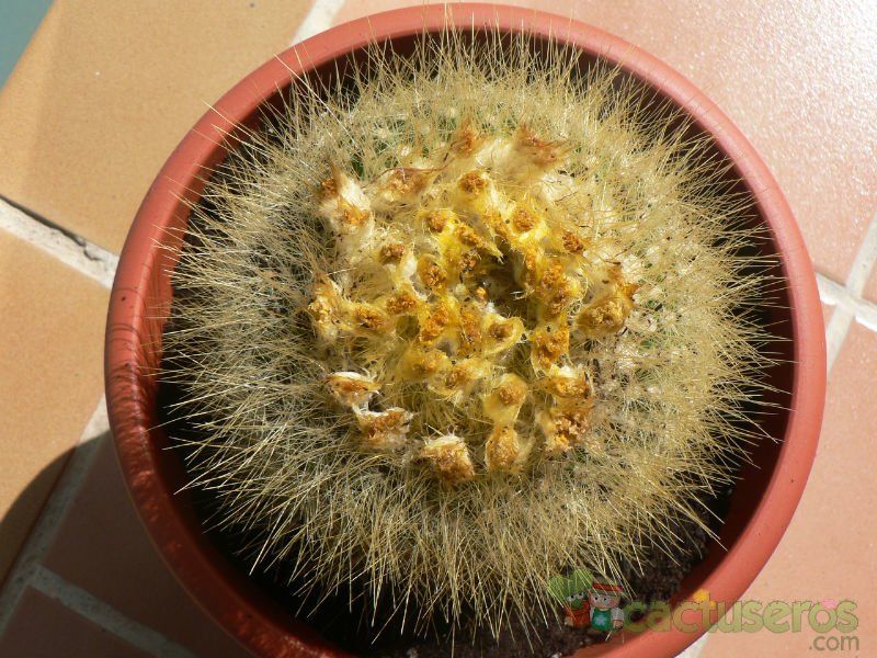Una foto de Parodia chrysacanthion