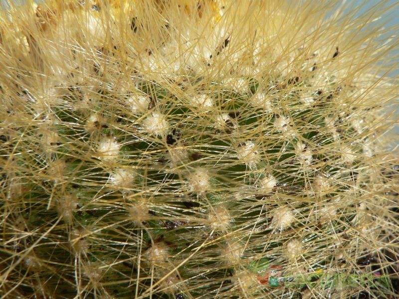 Una foto de Parodia chrysacanthion