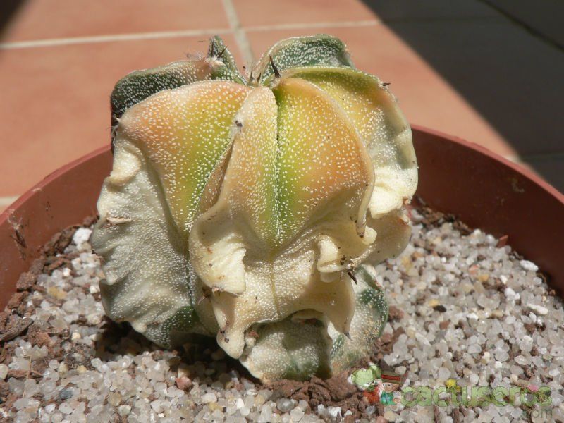 Una foto de Astrophytum ornatum fma. variegada