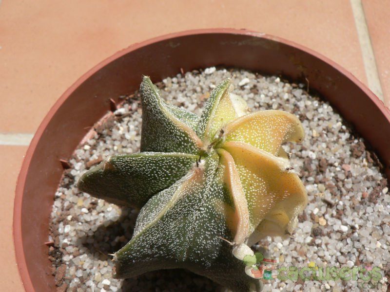 A photo of Astrophytum ornatum fma. variegada