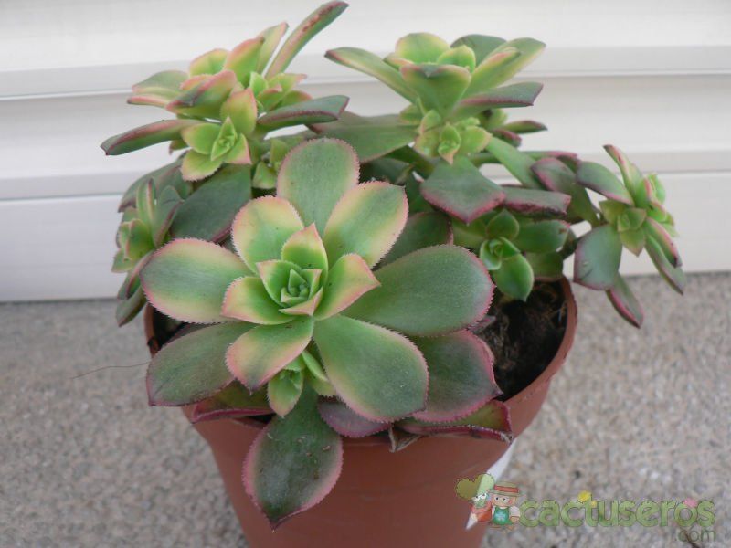 Una foto de Aeonium haworthii cv kiwi