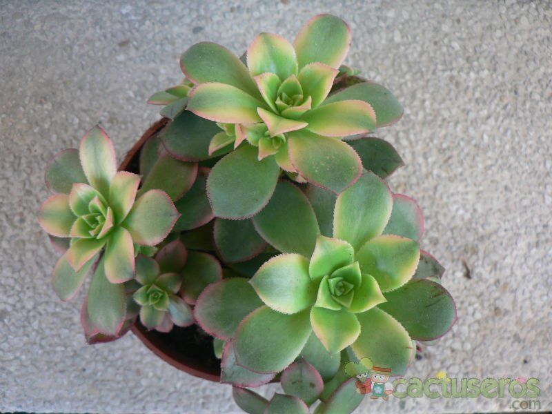 Una foto de Aeonium haworthii cv kiwi