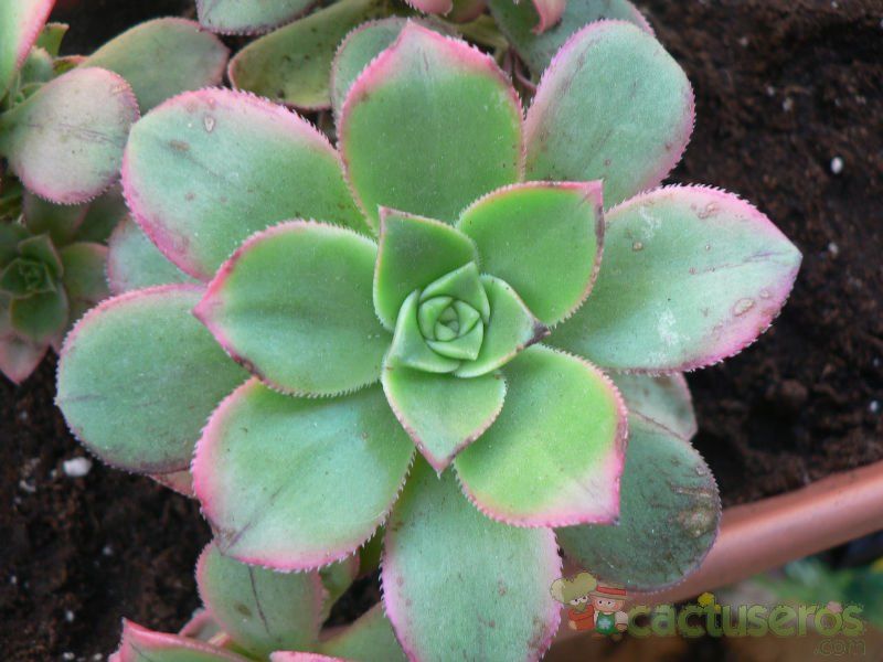 Una foto de Aeonium haworthii cv kiwi