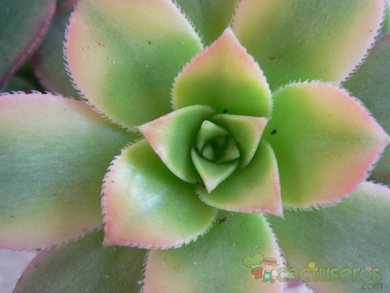 Una foto de Aeonium haworthii cv kiwi