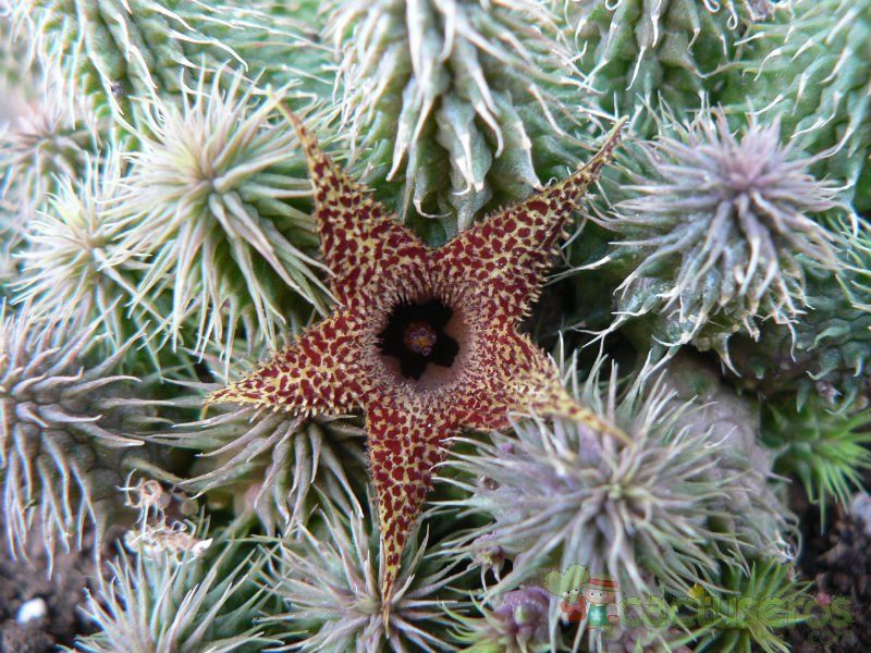 A photo of Huernia pillansii