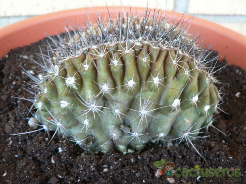 A photo of Copiapoa humilis fma. crestada