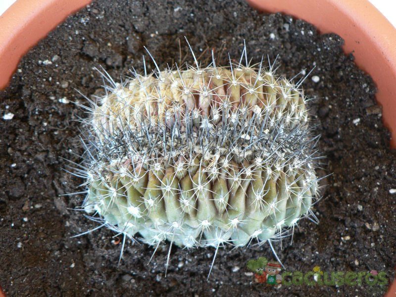 A photo of Copiapoa humilis fma. crestada