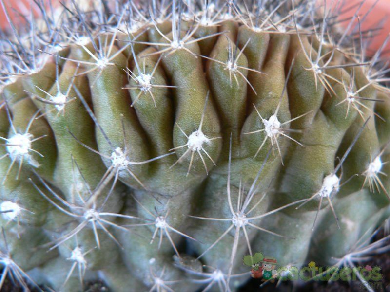 A photo of Copiapoa humilis fma. crestada