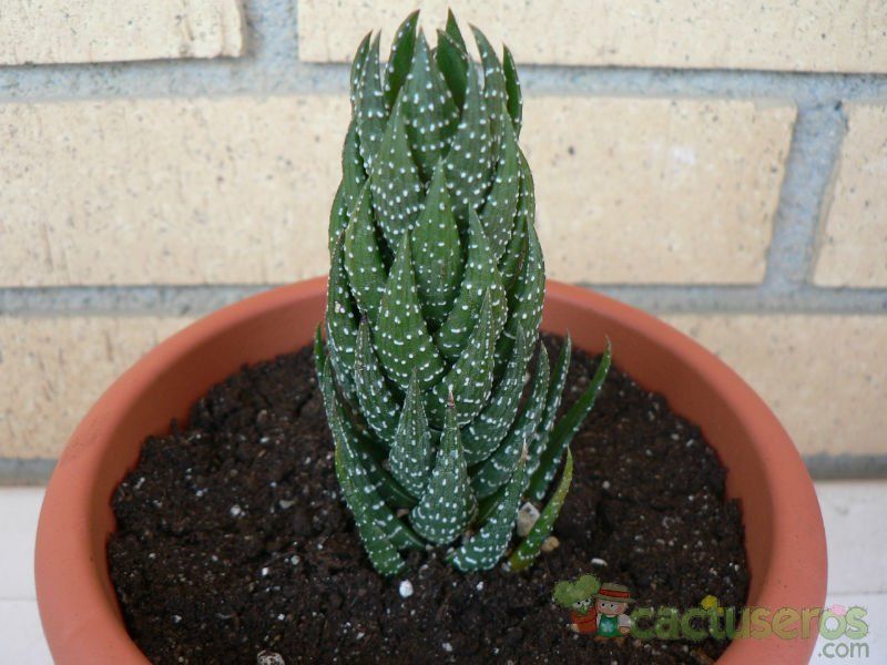 A photo of Haworthia coarctata