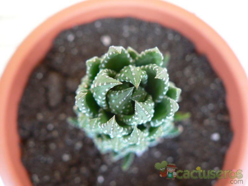 A photo of Haworthia coarctata