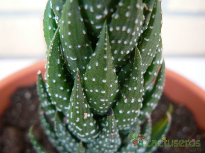 A photo of Haworthia coarctata