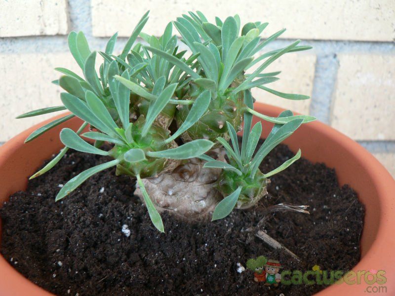 A photo of Euphorbia bupleurifolia x susannae