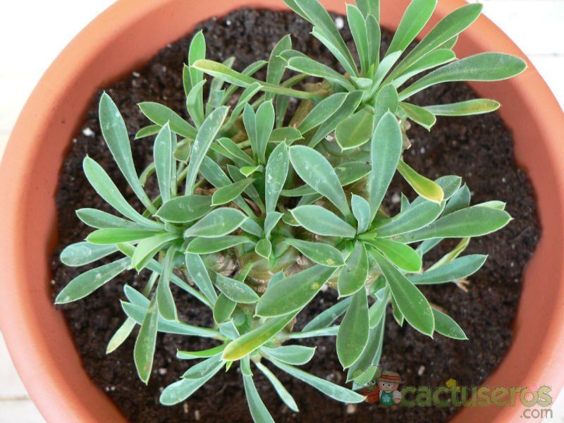 A photo of Euphorbia bupleurifolia x susannae