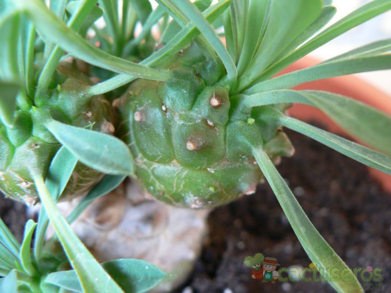 A photo of Euphorbia bupleurifolia x susannae