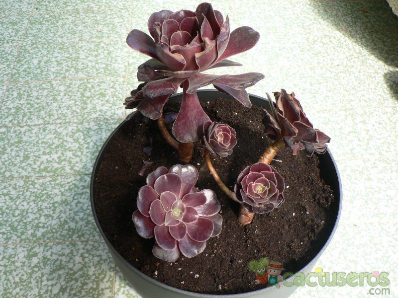 Una foto de Aeonium arboreum cv. artropurpureum