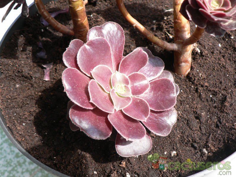 Una foto de Aeonium arboreum cv. artropurpureum