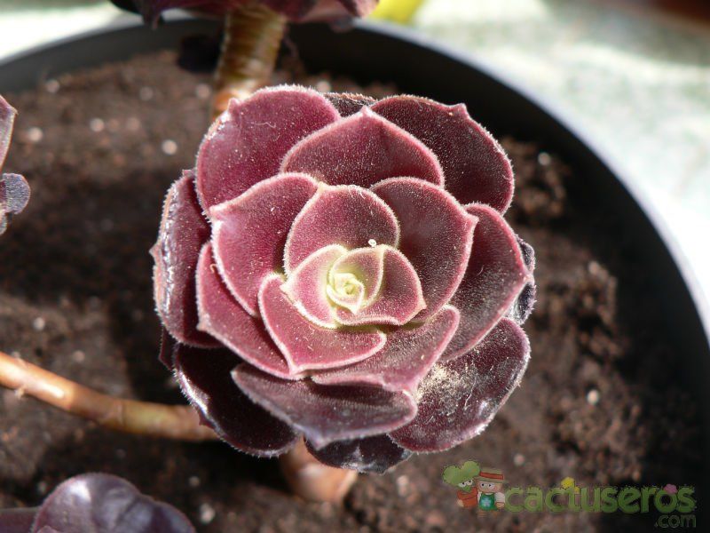Una foto de Aeonium arboreum cv. artropurpureum