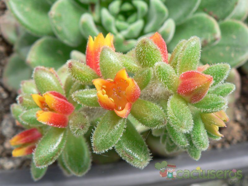 A photo of Echeveria cv. Fantasia Carol (Echeveria setosa x E. sp.)