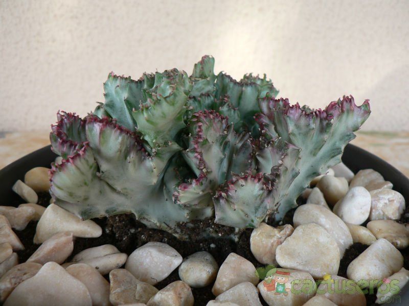 Una foto de Euphorbia lactea fma. crestada variegada