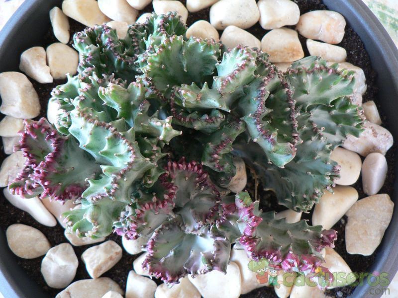 Una foto de Euphorbia lactea fma. crestada variegada