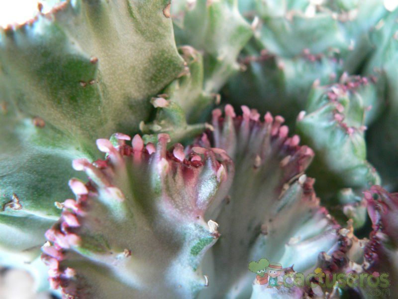 Una foto de Euphorbia lactea fma. crestada variegada