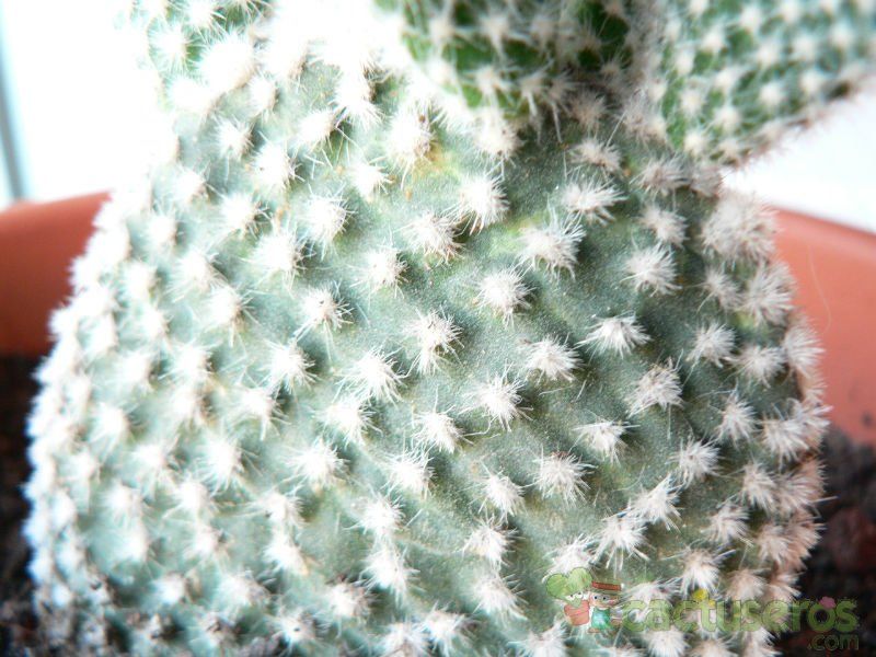 Una foto de Opuntia microdasys fma. albispina