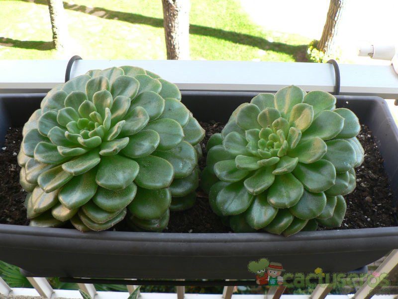 A photo of Echeveria cv. Fantasia Carol (Echeveria setosa x E. sp.)