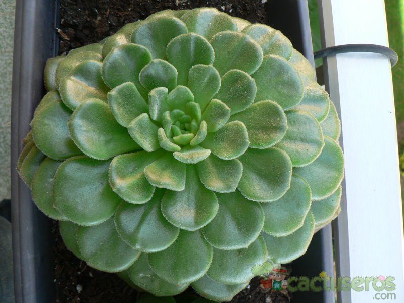 A photo of Echeveria cv. Fantasia Carol (Echeveria setosa x E. sp.)