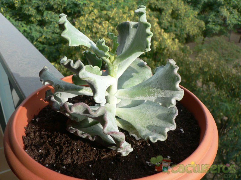 Una foto de Cotyledon orbiculata var. undulata