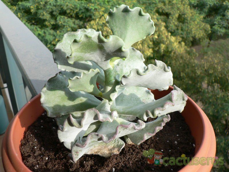 Una foto de Cotyledon orbiculata var. undulata