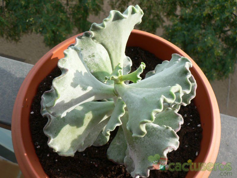 Una foto de Cotyledon orbiculata var. undulata