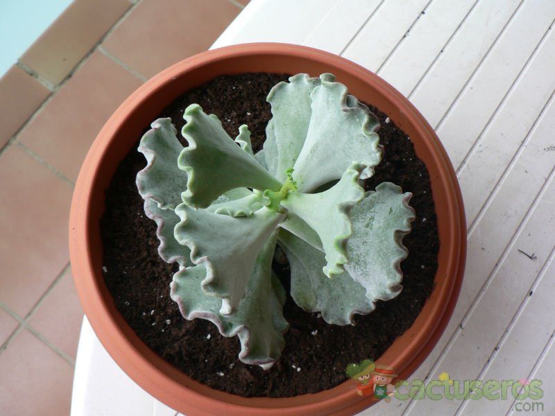 Una foto de Cotyledon orbiculata var. undulata