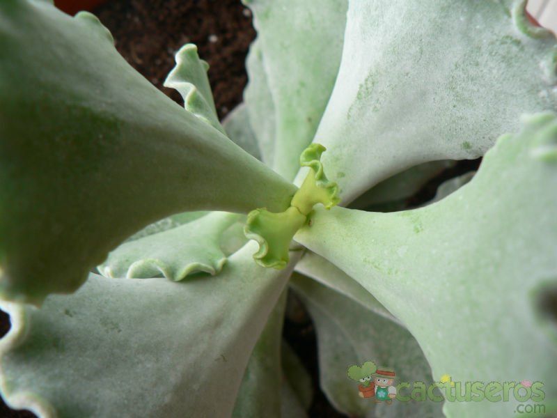 Una foto de Cotyledon orbiculata var. undulata
