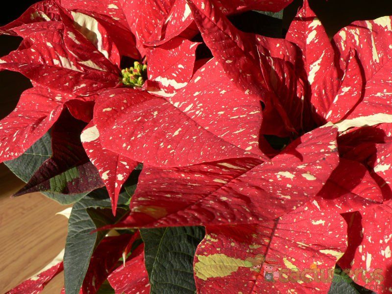 Una foto de Euphorbia pulcherrima