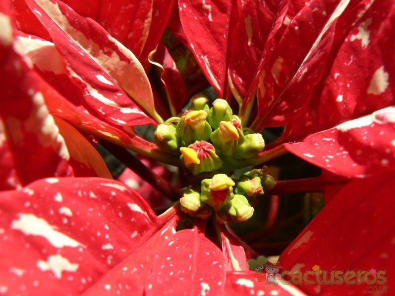 Una foto de Euphorbia pulcherrima