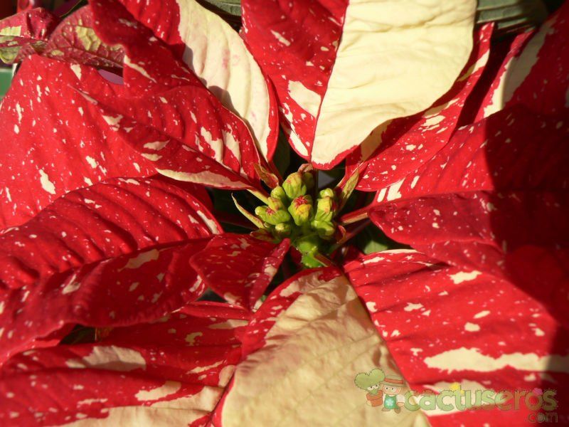 Una foto de Euphorbia pulcherrima