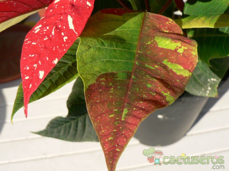Una foto de Euphorbia pulcherrima