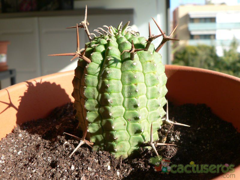 Una foto de Euphorbia stellispina