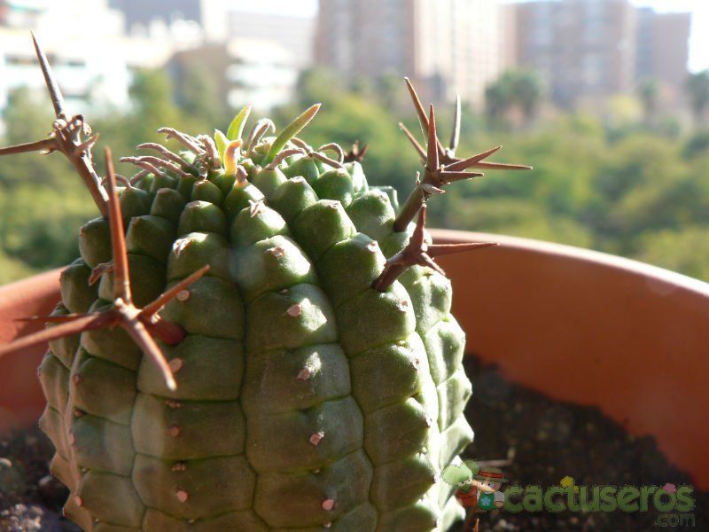 Una foto de Euphorbia stellispina