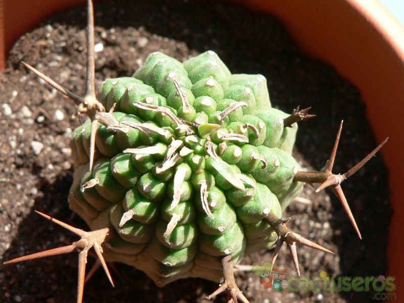 Una foto de Euphorbia stellispina