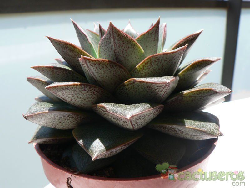 Una foto de Echeveria purpusorum