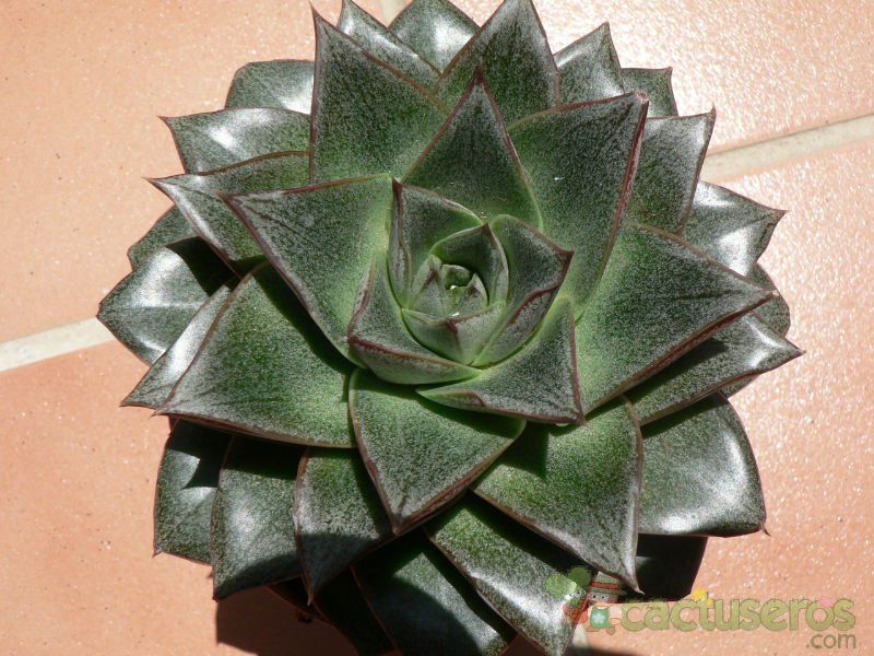 Una foto de Echeveria purpusorum