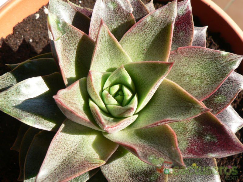 Una foto de Echeveria purpusorum