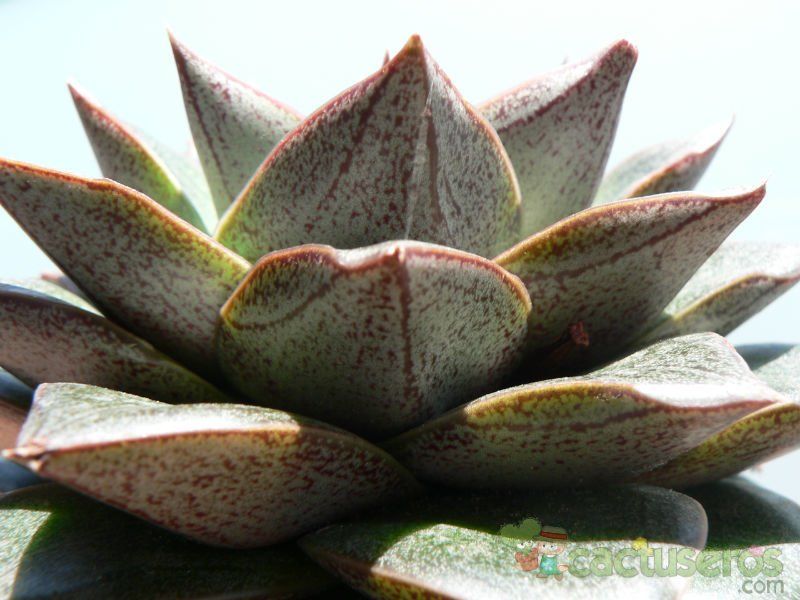 Una foto de Echeveria purpusorum