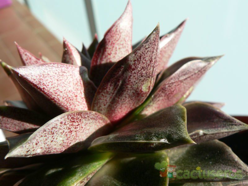 Una foto de Echeveria purpusorum